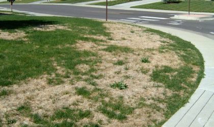 Dry Winter Lawn Care - Impact Landscapes LLC. - 972-849-6443