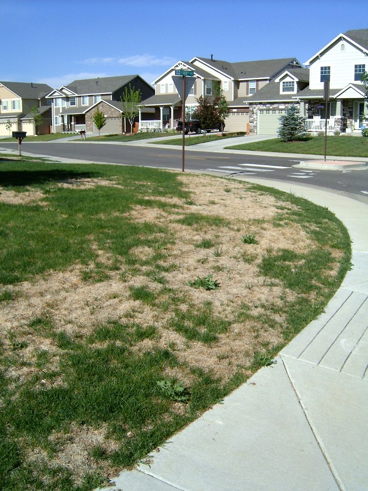 Dry Winter Lawn Care Tips Impact Landscapes