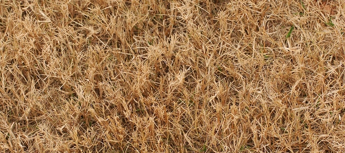 Lawn Care Tips to Combat Texas Drought Damage - Impact Landscapes LLC - 972-849-6443